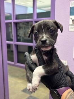 Mixed Breed Dogs Available for Adoption in El Paso, Texas - 60842380 | PetCurious