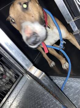 Mixed Breed Dogs Available for Adoption - MAVERICK | PetCurious