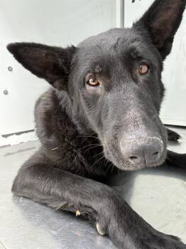 German Shepherd Dog Dogs Available for Adoption in Stockton, California - TIPO | PetCurious