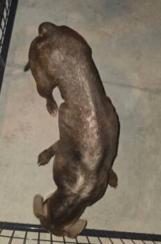 Pudge -  Pit Bull Terrier and Mixed Breed Dog for Adoption in Hortense, Georgia - Pudge | PetCurious