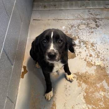 Pandora -  Mixed Breed Dog for Adoption in Gadsden, Alabama - Pandora | PetCurious