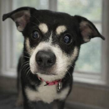 Miniature Pinscher and Chihuahua Dogs Available for Adoption - Mustard | PetCurious