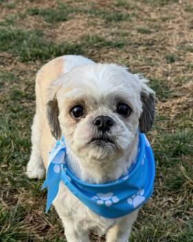 Shih Tzu Dogs Available for Adoption - Sam | PetCurious
