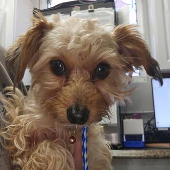 Ira -  Mixed Breed Dog for Adoption in Greenville, South Carolina - Ira | PetCurious