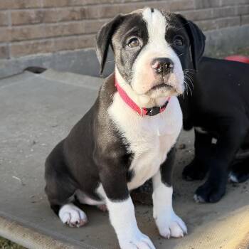 Rhyme -  Pit Bull Terrier and American Bulldog Dog for Adoption in Carrollton, Texas - Rhyme | PetCurious