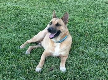 Rescue German Shepherd Dog and Labrador Retriever Dogs for Adoption in Brenham, Texas - Aidan | PetCurious