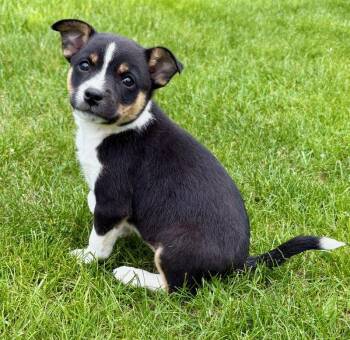 Jack Russell Terrier and Rat Terrier Dogs Available for Adoption in New Baltimore, Michigan - Bailey | PetCurious