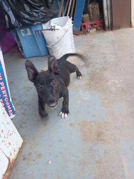 Pixie -  American Staffordshire Terrier and Dachshund Dog for Adoption in Welling, Oklahoma - Pixie | PetCurious