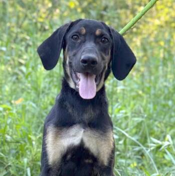 Rescue Coonhound and Pointer Dogs for Adoption in Morristown, New Jersey - Doby | PetCurious
