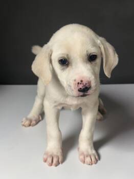 Charmin -  Mixed Breed Dog for Adoption in Fredericksburg, Virginia - Charmin | PetCurious