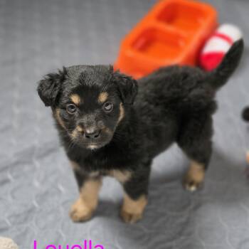 Australian Shepherd and Australian Cattle Dog Blue Heeler Dogs Available for Adoption in Blairstown, New Jersey - Louella | PetCurious