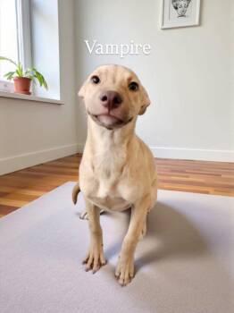 Rescue Labrador Retriever Dogs for Adoption - Vampire | PetCurious