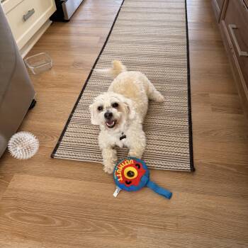 Mischievous Mochi -  Bichon Frise and Maltese Dog for Adoption in Carlsbad, California - Mischievous Mochi | PetCurious