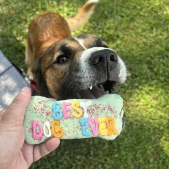 Ducky -  Mixed Breed Dog for Adoption in Fletcher, North Carolina - Ducky | PetCurious