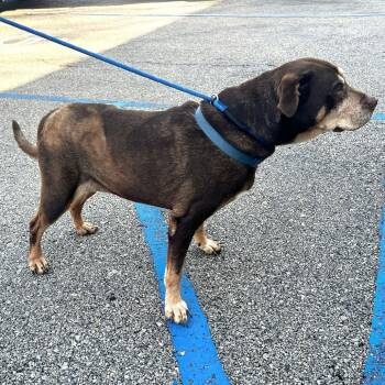 Rescue Mixed Breed Dogs for Adoption in Warrensburg, Missouri - Dinah | PetCurious