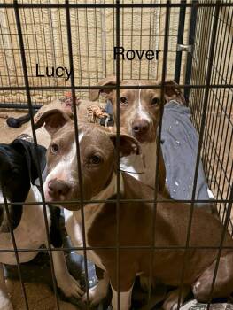 Pit Bull Terrier Dogs Available for Adoption - Lucy | PetCurious