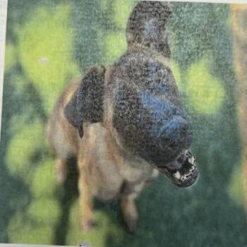 Shepherd and Mixed Breed Dogs Available for Adoption in Daytona Beach, Florida - Tater Tot - 1 | PetCurious