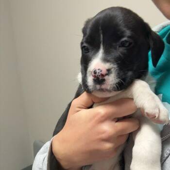 Mixed Breed Dogs Available for Adoption - Abigail | PetCurious