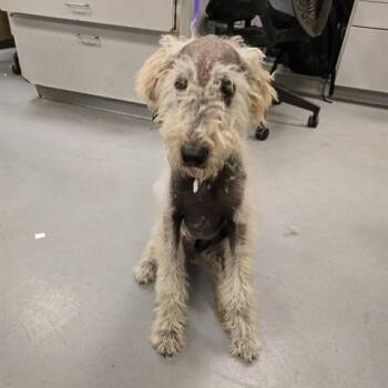 Marley -  Standard Poodle Dog for Adoption in Lakehead, California - Marley | PetCurious