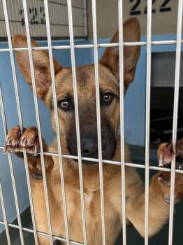German Shepherd Dog Dogs Available for Adoption - NENA | PetCurious