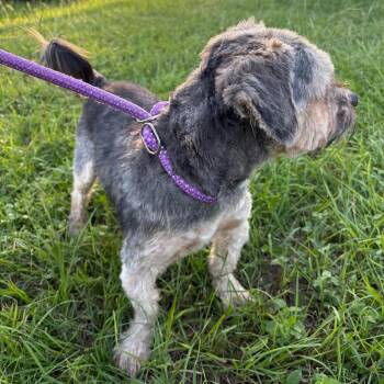 Yorkshire Terrier and Mixed Breed Dogs Available for Adoption in Houston, Texas - Eziah | PetCurious