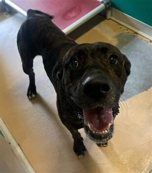 Rescue Mastiff and Mixed Breed Dogs for Adoption in Texas City, Texas - KILO | PetCurious