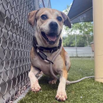Fiona -  Hound Dog for Adoption in Austin, Texas - Fiona | PetCurious