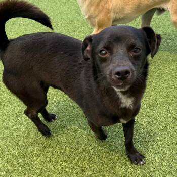 Chihuahua and Mixed Breed Dogs Available for Adoption in Loxahatchee Groves, Florida - Chance 5635 | PetCurious