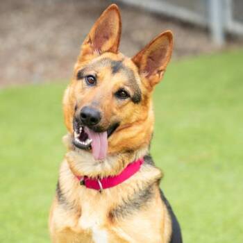 German Shepherd Dog Dogs Available for Adoption - NOIRA | PetCurious