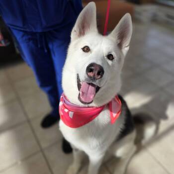 Toasty -  Husky Dog for Adoption in Wheeling, Illinois - Toasty | PetCurious