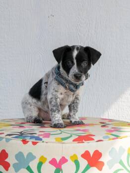 Peppercorn -  Australian Cattle Dog Blue Heeler and Mixed Breed Dog for Adoption in Savage, Minnesota - Peppercorn | PetCurious
