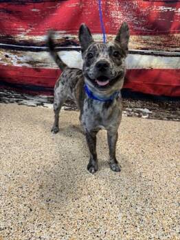 Catahoula Leopard Dog and Mixed Breed Dogs Available for Adoption in Doral, Florida - GUCCI | PetCurious