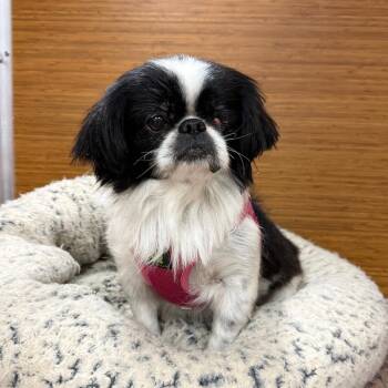 Japanese Chin Dogs Available for Adoption in Cedar Park, Texas - Suki | PetCurious