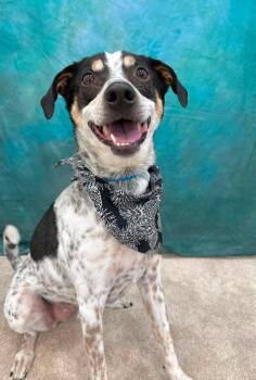 Speckles -  Mixed Breed Dog for Adoption in Taycheedah, Wisconsin - Speckles | PetCurious