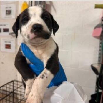 Smitty -  Mixed Breed Dog for Adoption in West Chester, Pennsylvania - Smitty | PetCurious