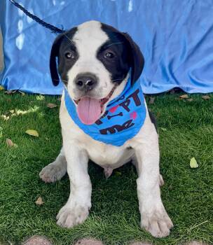 OREO -  Shepherd and Pointer Dog for Adoption in Rowland Heights, California - OREO | PetCurious