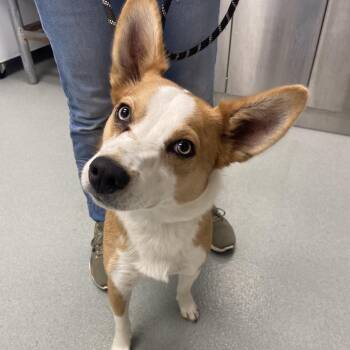 Akita and Basenji Dogs Available for Adoption in Abilene, Texas - Otis | PetCurious