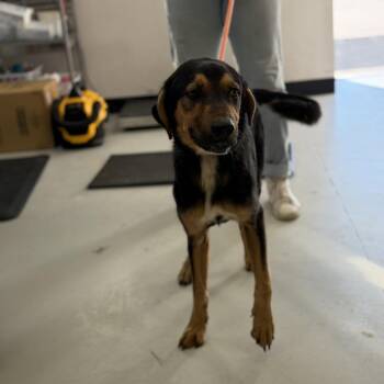 Mixed Breed Dogs Available for Adoption - Dozer | PetCurious