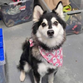 Lilly -  Klee Kai and Mixed Breed Dog for Adoption in Tacoma, Washington - Lilly | PetCurious