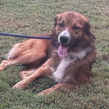 TNGC-Stray-1328 -  Australian Shepherd and Mixed Breed Dog for Adoption in Pulaski, Tennessee - TNGC-Stray-1328 | PetCurious