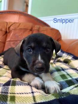 Snipper -  Bernese Mountain Dog and Golden Retriever Dog for Adoption in Morton Grove, Illinois - Snipper | PetCurious