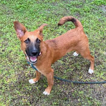 Mixed Breed Dogs Available for Adoption - Amber | PetCurious