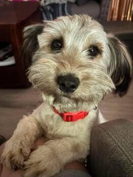 Teddy -  Mixed Breed Dog for Adoption in Athens, Ontario - Teddy | PetCurious