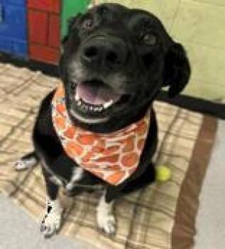 Rescue Pit Bull Terrier Dogs for Adoption in Indianapolis, Indiana - Maisy | PetCurious