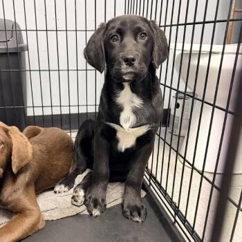 Mixed Breed Dogs Available for Adoption - Mattie | PetCurious