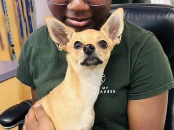 BUTTERCUP -  Chihuahua Dog for Adoption in Tallahassee, Florida - BUTTERCUP | PetCurious