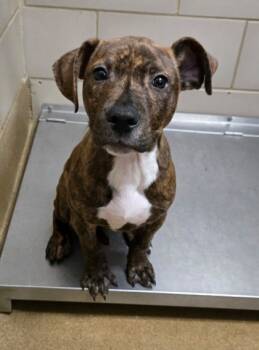 Rescue Mixed Breed Dogs for Adoption in Fort Worth, Texas - Bagel | PetCurious