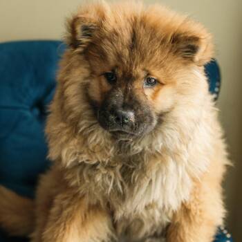 Chow Chow Dogs Available for Adoption - Moe | PetCurious