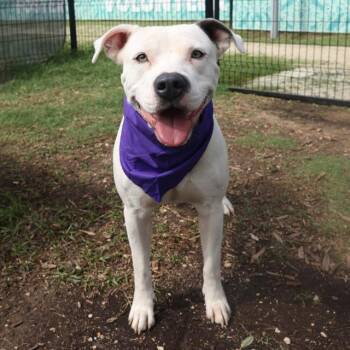 American Staffordshire Terrier Dogs Available for Adoption in San Antonio, Texas - BUCK | PetCurious