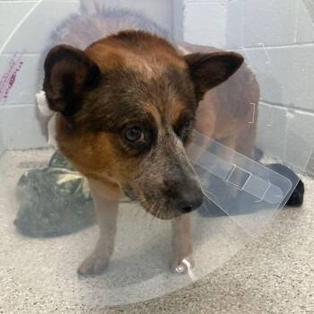 Zuky -  Australian Shepherd Dog for Adoption in Lake Havasu City, Arizona - Zuky | PetCurious